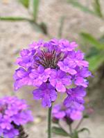 Verbena Venosa (fam verbenacees) (2) (Photo F. Mrugala)
